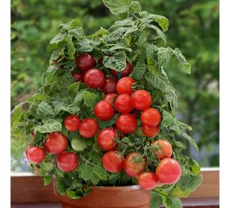 فروش گوجه فرنگی گلخانه ای